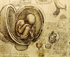 32. Leonardo da Vinci, Embryo in the Womb, 1510, CE, Royal Library, Windsor Castle, pen and ink on paper. This is Leonardo's sketch and study of the embryo in the womb. Leonardo used materials such as chalk and ink wash. These drawings were a part of Leonardo's private journals and were never published. Leonardo was actually performing illegal autopsies on corpses to find a deeper understanding in embryology. Leonardo's use of detail in his embryo drawing reveals his true understanding of an embryo which is considered significant due to the time period these drawing were created. Leonardo is considered one of the first in history to draw and depict the human fetus in its correct place in the womb.
