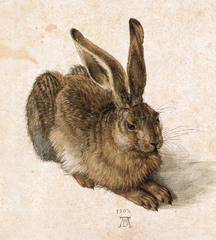 Albrecht Durer 
Hare
1502