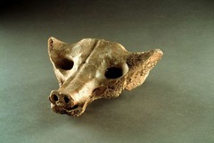 Camelid sacrum in the shape of a canine Tequixquiac, central Mexico. 14000-7000 B.C.E. Bone. The shape was created by using subtractive techniques and utilizing already apparent features in the bone, like the holes for eyes. It was a first look at how people began manipulating their environment to created what they wanted.