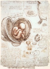 Leonardo Da Vinci 
Embryo in the womb
1510