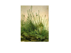 The Great Piece of Turf by Durer, 16th Cen N Ren 
- watercolor
- observation, science!
- tribute must given to naute, beauty in even most humble things
- Heathrush, yarrow, dandelion, meadowgrass
- Depart not from nature according to your 
yarrow, dandelion, meadowgrass
- Depart not from nature according to your fancy, imagining to find better by yourself, for varily, art is embedded in nature. He who can extract it, has it.