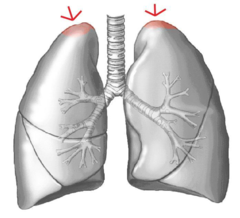 apex of the lungs