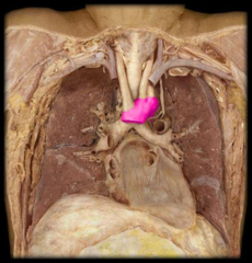 arch of the aorta