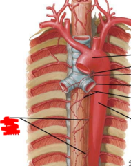 esophageal arteries