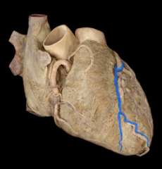 great cardiac vein