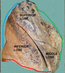 green line = anterior border of the right lung
red line = inferior border of right lung
blue line = posterior border of right lung
