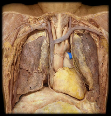left pulmonary artery
(right pulmonary artery passes inferior to aortic arch)