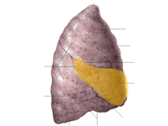 middle lobe of right lung