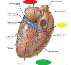 posteiror interventricular artery = red
small cardiac vein = yellow
middle cardiac vein = green
