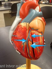 posterior descending artery (posterior interventricular artery), middle cardiac vein