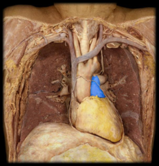 pulmonary trunk