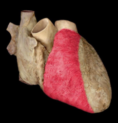 right ventricle