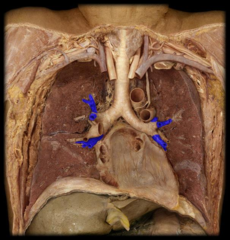 segmental bronchi