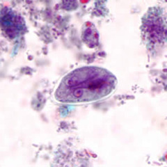 Giardia Lamblia cyst