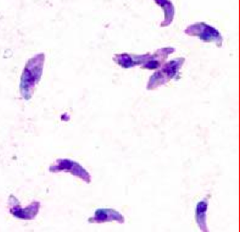 toxoplasma gondii 
(tachyzoites)