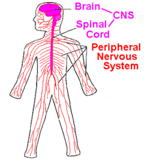 12 pairs of cranial nerves and 31 spinal nerves