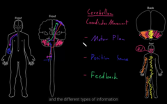 Cerebellum coordinating movement