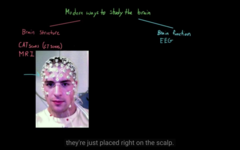 Different ways to see the function of the brain 
EEG