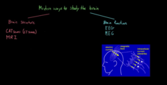 Different ways to see the function of the brain 
MEG