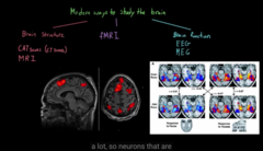 Different ways to see the structure/function of the brain 
FMRI