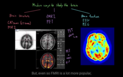 Different ways to see the structure/function of the brain 
PSCAN