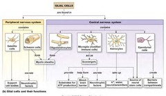 glial cells (support cells) 
Neurons ( send message)