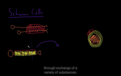 glial of the PNS, schwan cells (shapeless cells)