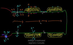 How does myelination changes action potential?

larger vs. smaller axon