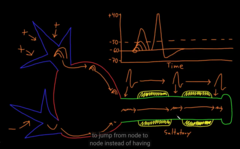 How the action potential takes place across an axon