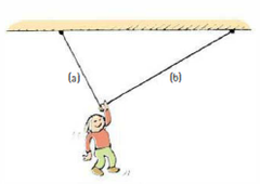 Nellie Newton hangs motionless by one hand from a clothesline. Which side of the line, a or b, has the greater 
a. horizontal component of tension?
b. vertical component of tension?
c. tension?