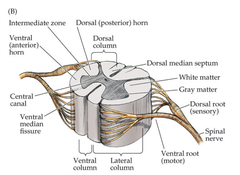 spinal nerve roots
