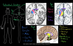 subcortical cerebrum