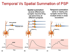 temporal vs. spatial summation